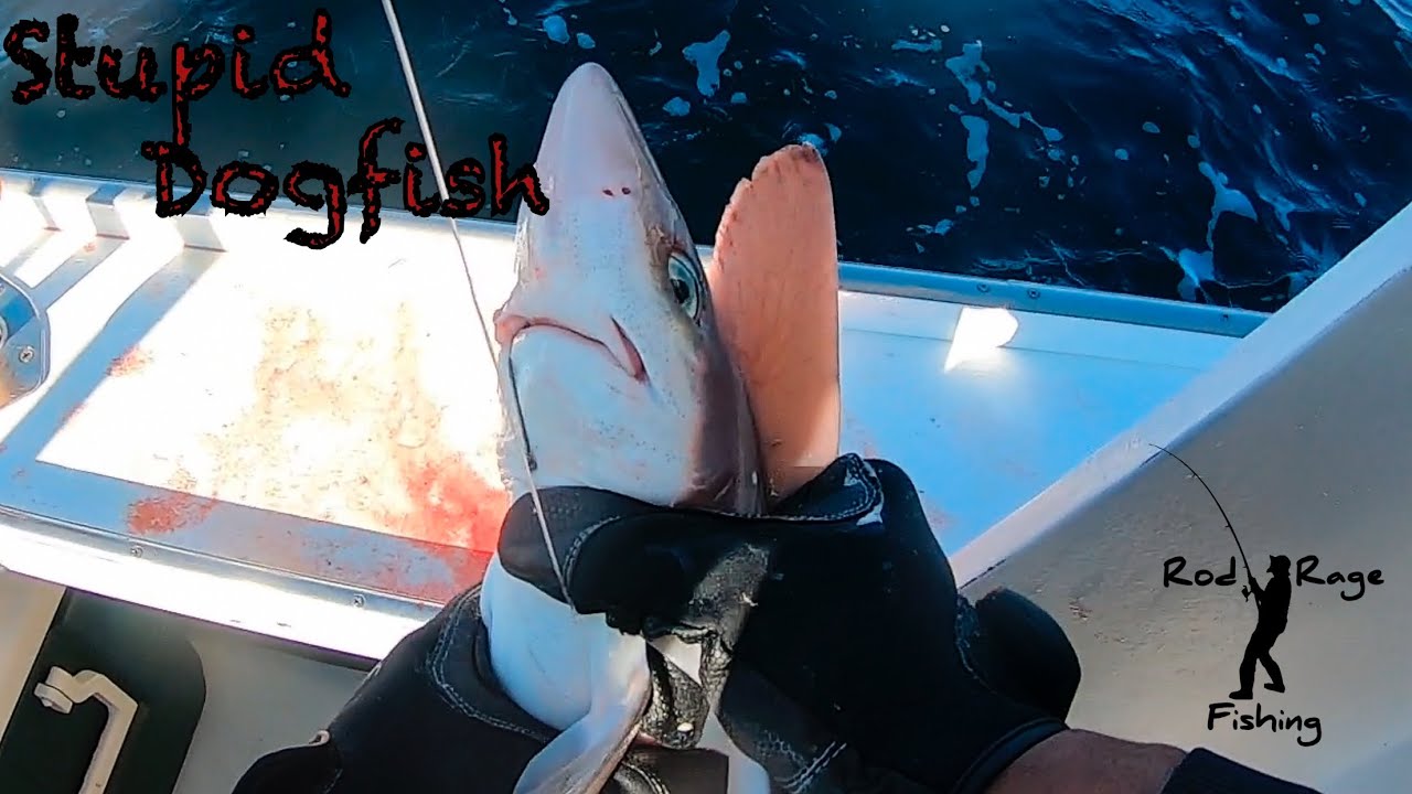 Cod Don't Like Ugly, Dogfish!