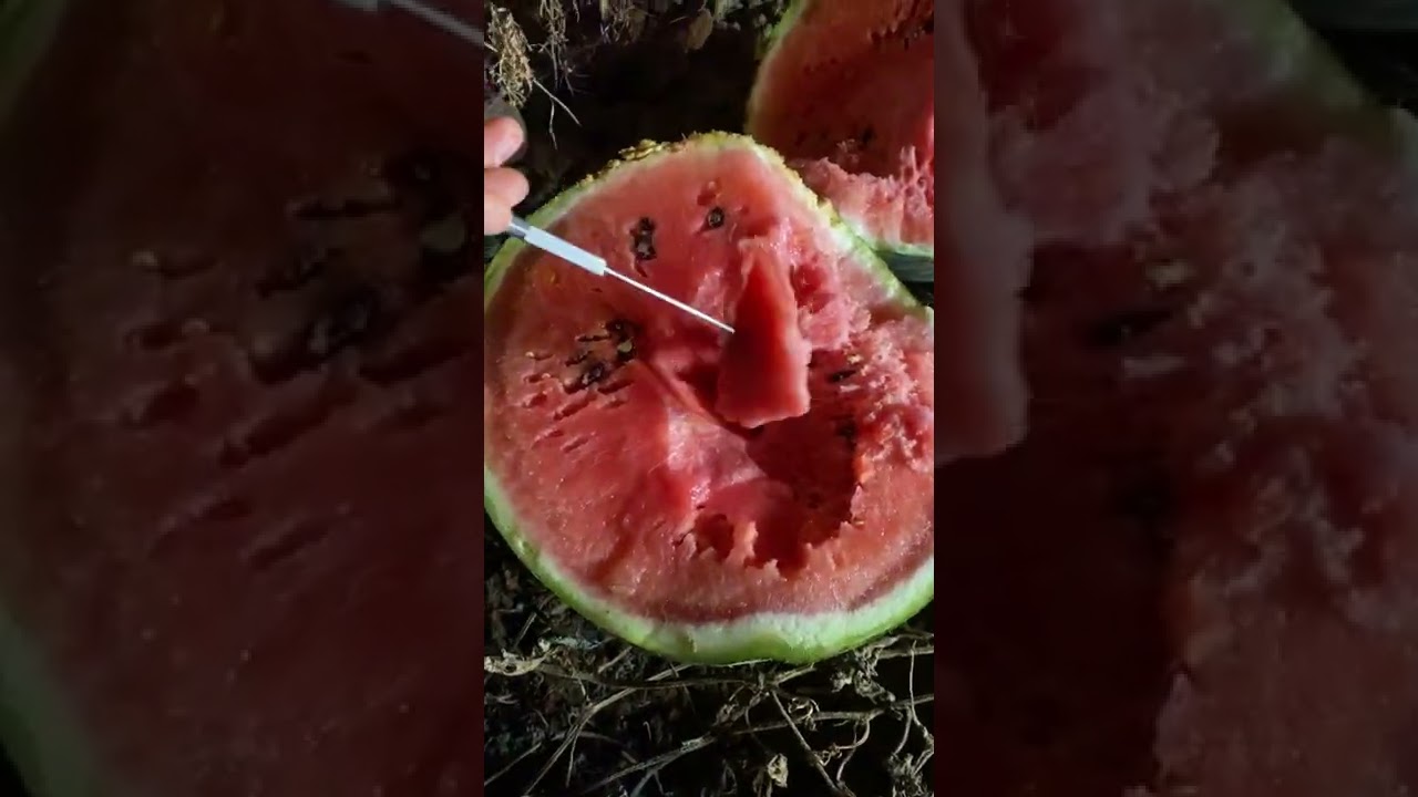 November watermelons
