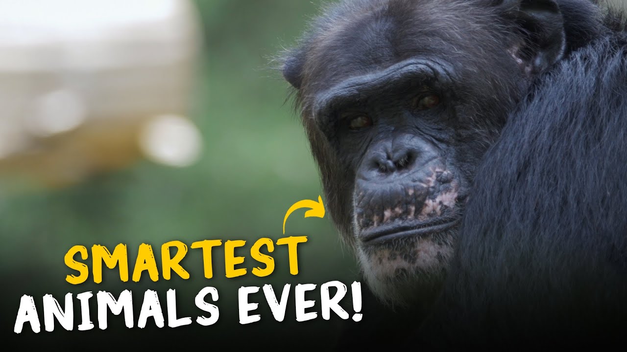10 Smartest Animals Ever | Unbelievable Intelligence Unveiled!