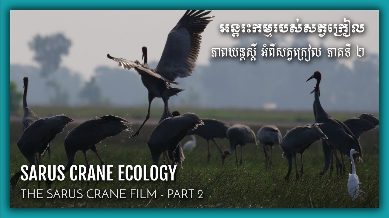 The Sarus Crane Film (Part 2/3) Sarus Crane Ecology