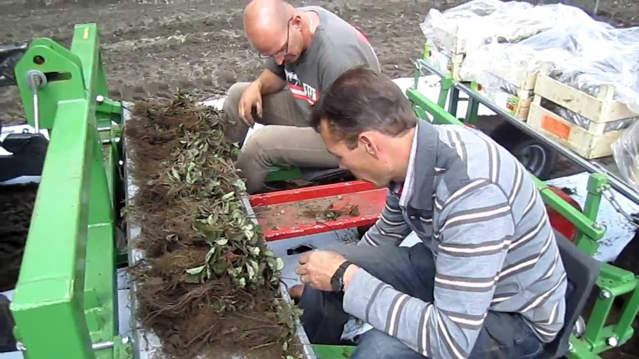 Basrijs aandrukwagen voor ruggenteelt