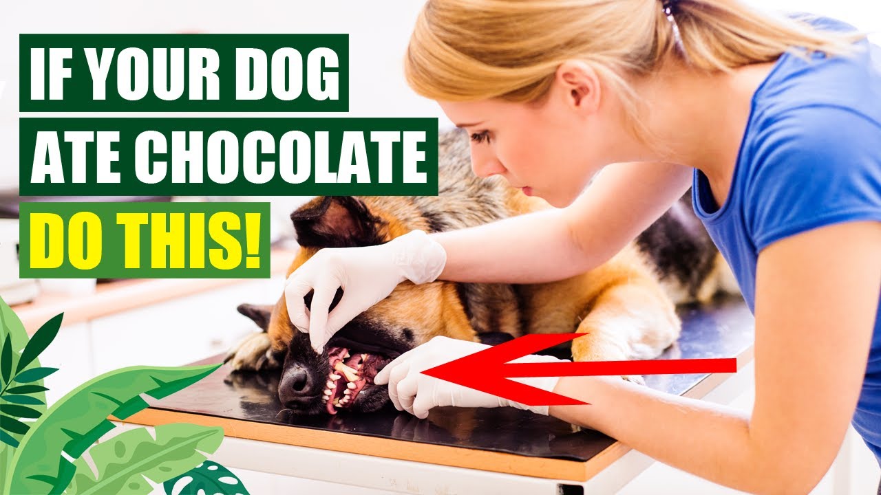 Chocolate Overload: Knowing What To Do If Your Dog Accidentally Eats Chocolate