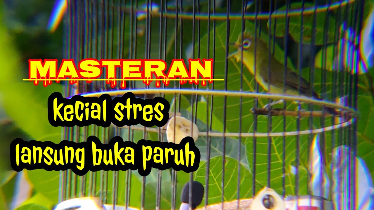 MASTERAN KECIAL STRES LANGSUNG GACOR