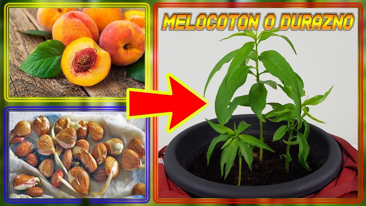 ⭕ Como Germinar Semillas de DURAZNO ( GERMINAR MELOCOTON ) | Cultivo Paso a Paso