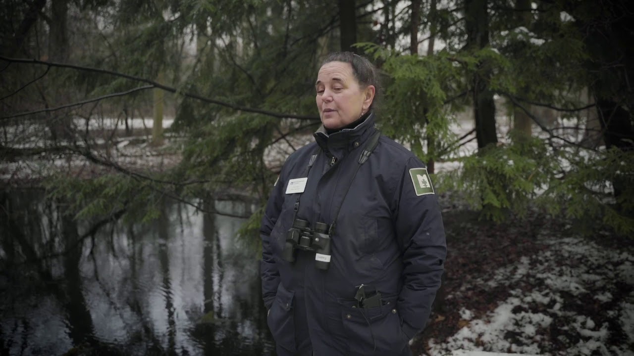 Nature Nuggets: Wonders of a Woodland Pond at Secor Metropark