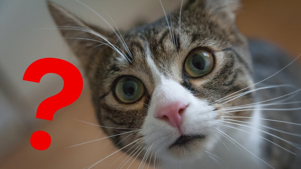 Why My Cat Stares at Me?