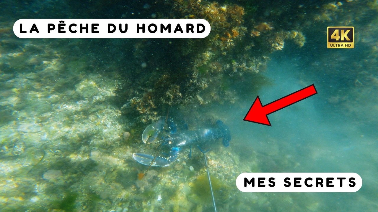 Mes secrets pour pêcher des Homards en apnée ! Chasse sous marine Bretagne Sud