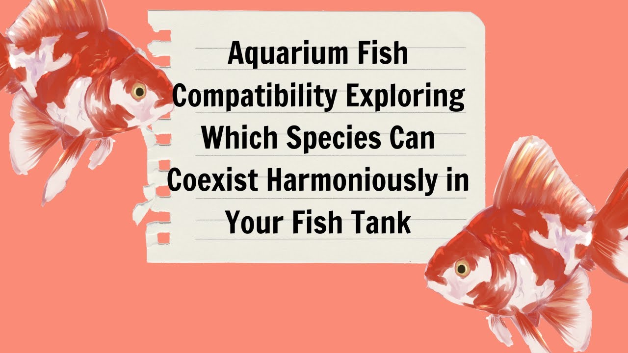 Aquarium Fish Compatibility Exploring Which Species Can Coexist Harmoniously in Your Fish Tank