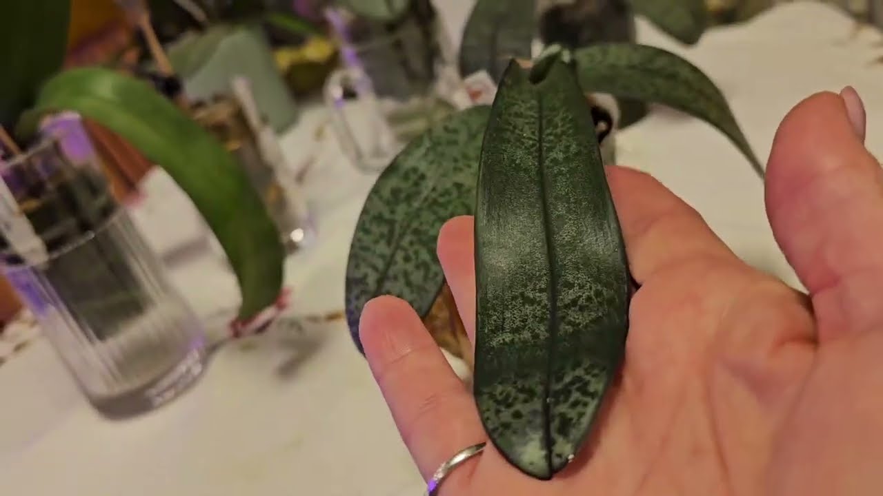 ЕКЗОТИЧНЕ ЛИСТЯЧКО