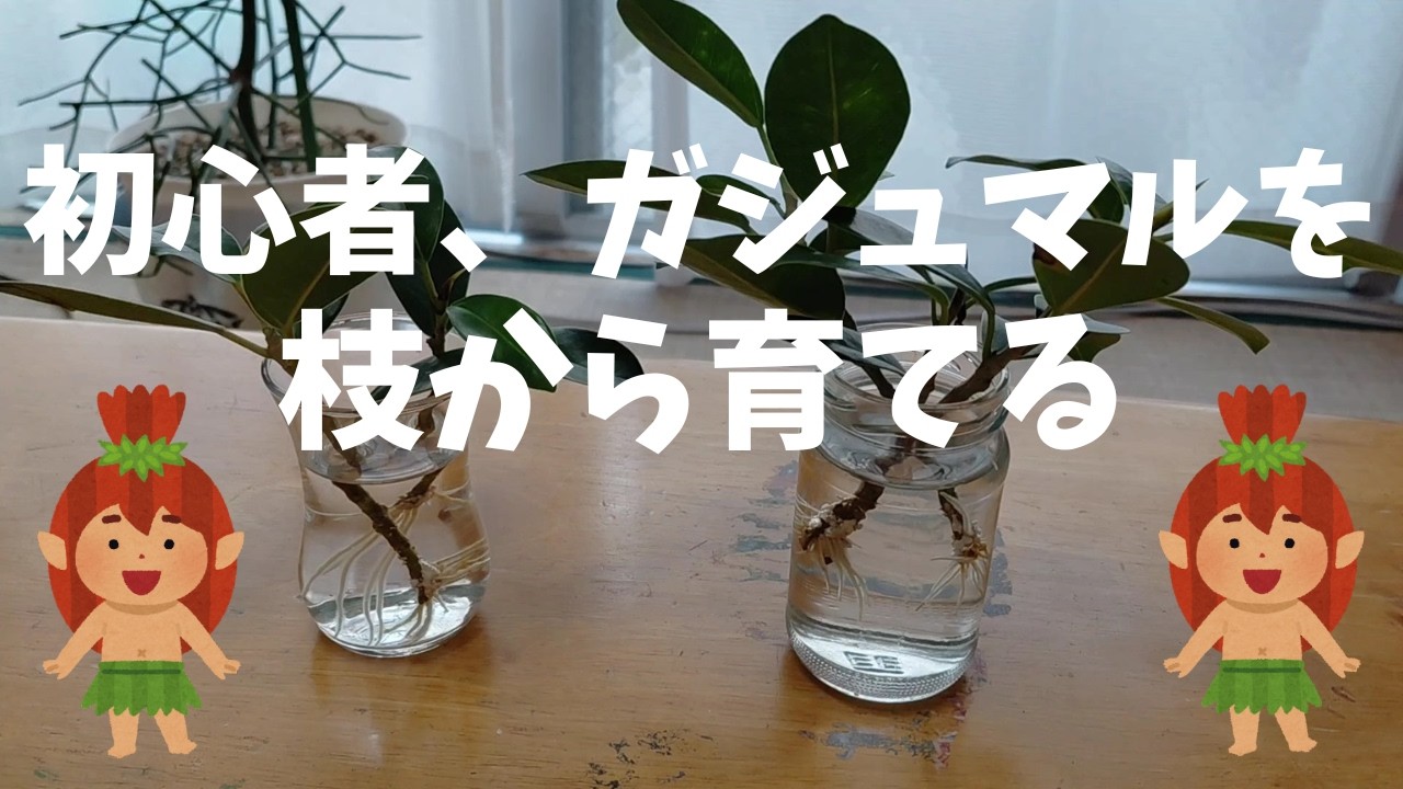 崇元寺跡のガジュマルの枝から根っこが出てきたので植え替えをする