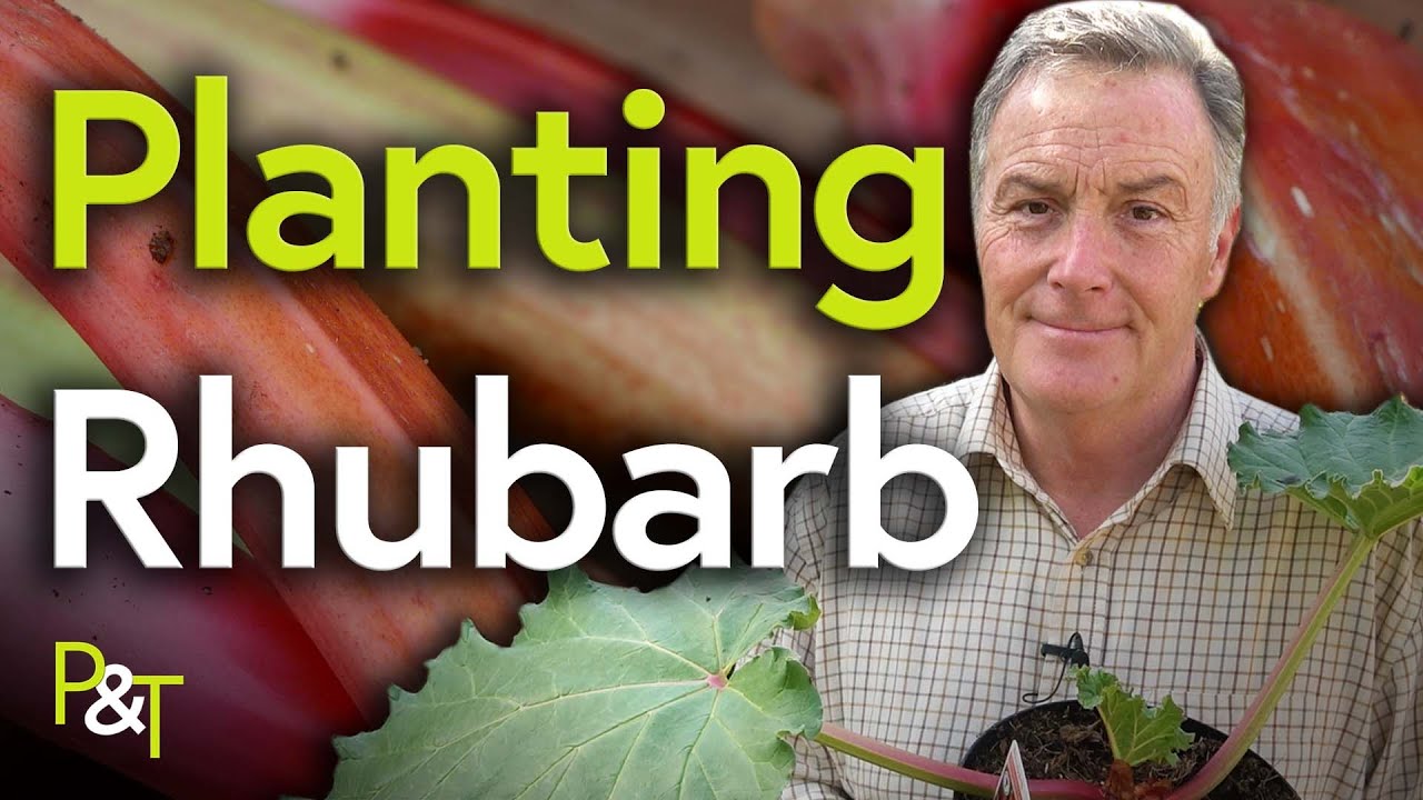 How to Plant Rhubarb - Pots & Trowels
