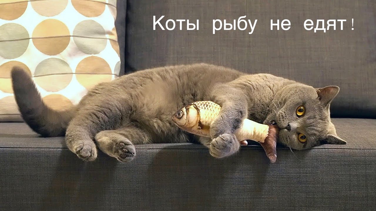 БОЛЬШИЕ КОТЫ РЫБУ НЕ ЕДЯТ 😹/British cats don't eat fish
