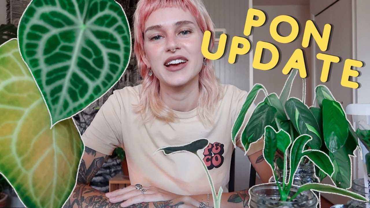 Pon Update + Repot With Me
