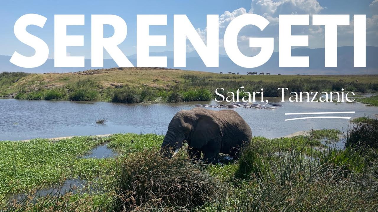 SAFARI AU SERENGETI, MOMENTS A COUPER LE SOUFFLE, LION, DEBRIEF.... #3