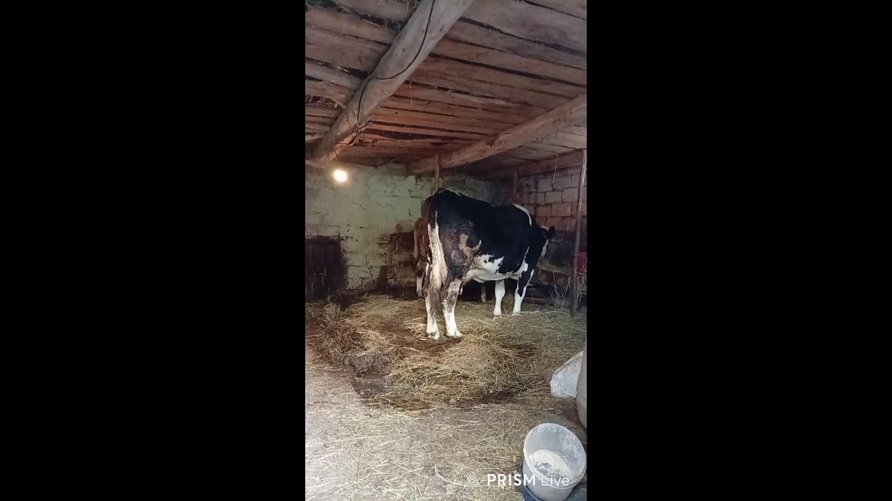 Support Farm 🇺🇦 Donatello.to/boecomive streaming of Богданович ua