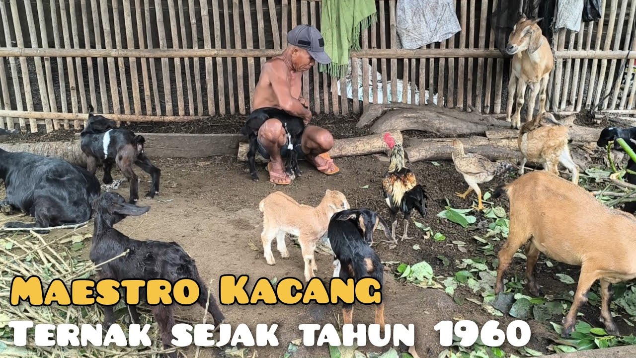 Review Mbah Wahyo Peternak Kambing Kacang Full Blood | Repost