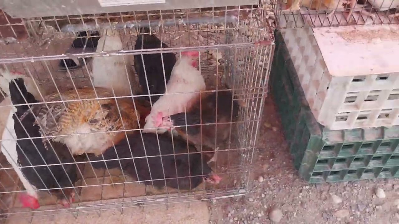 TARG DE ANIMALE IN BRAGADIRU LANGA BUCURESTI
