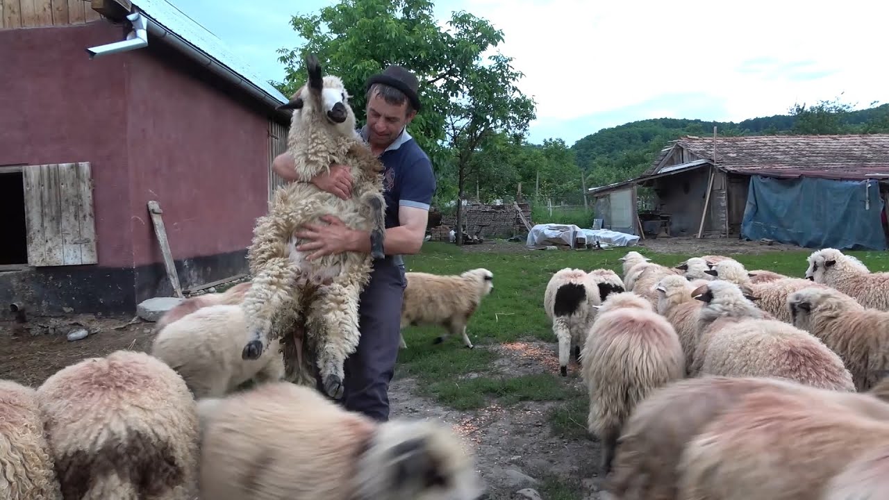Caii lui Viorel de la Catcau, Cluj - Mulsul Oilor - 2020 Partea a II a