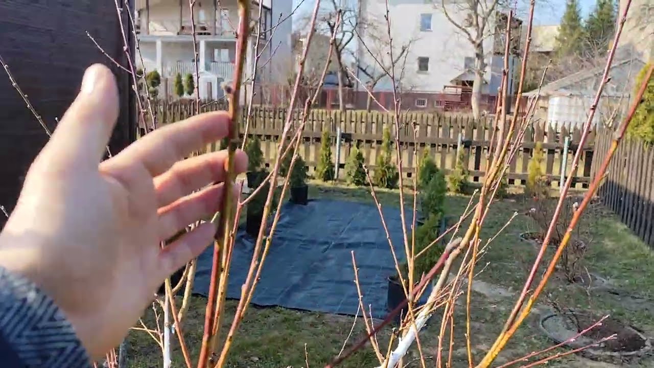 KIEDY WYKONAĆ skutecznie OPRYSK NA KĘDZIERZAWOĆ LIŚCI BRZOSKWINII?🍑