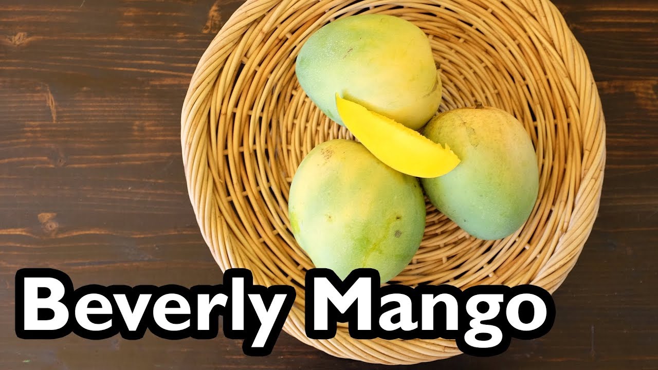 Truly Tropical Mango Varieties- 'Beverly'