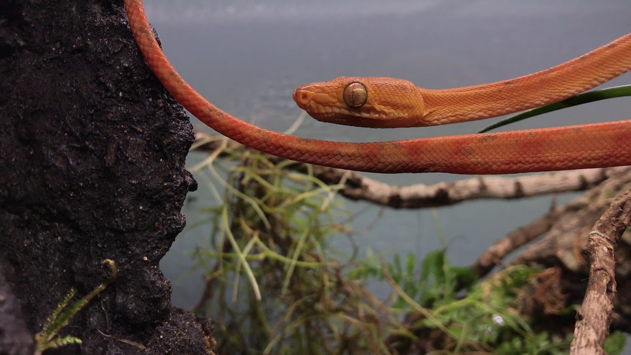 Corallus hortulanus vivarium