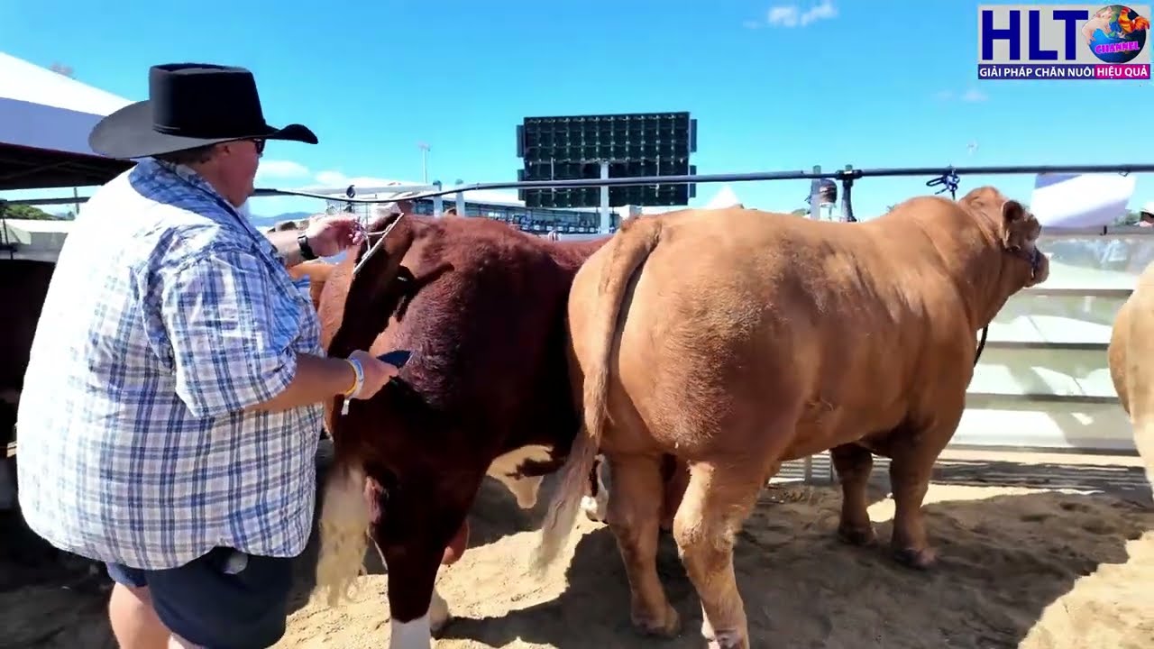 Giống Bò Simmental | 1 Trong Những Giống Bò Khổng Lồ Tại Úc