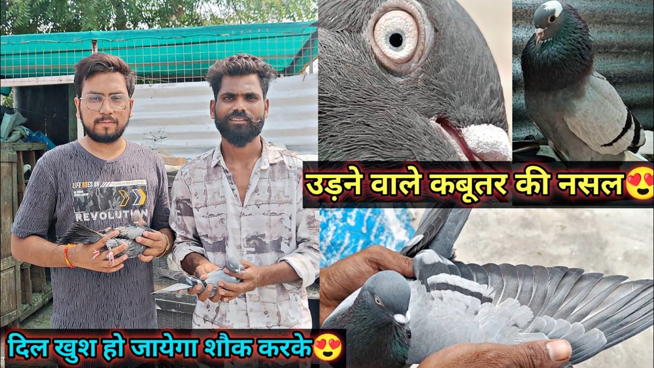Udne Wali Kabootar Ki Nasal😍 | High Flyer Pigeons | Aniruddha Alone