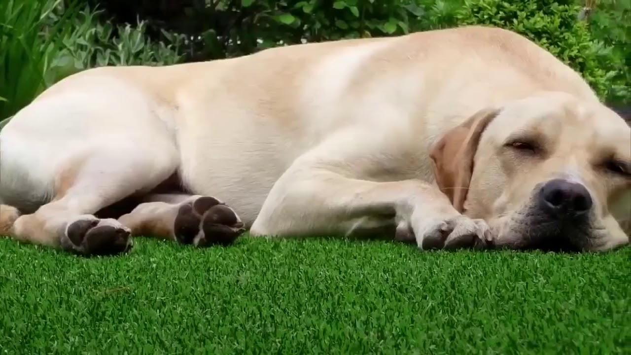 Easigrass  The Artificial Grass Company