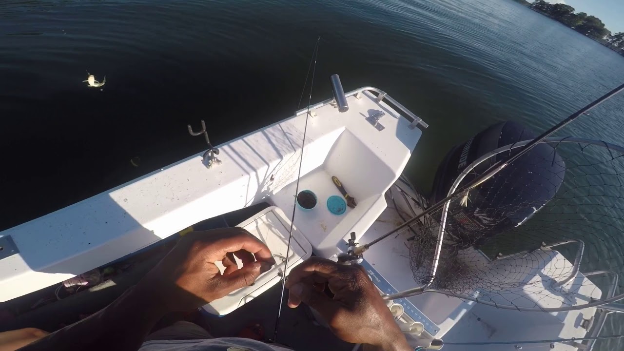 Catching White Perch in the late Summer (Perch Poppin)