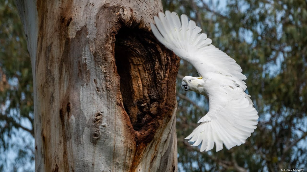 Sulphur-crested Cockatoo Claiming its Nest - 5 October 2019
