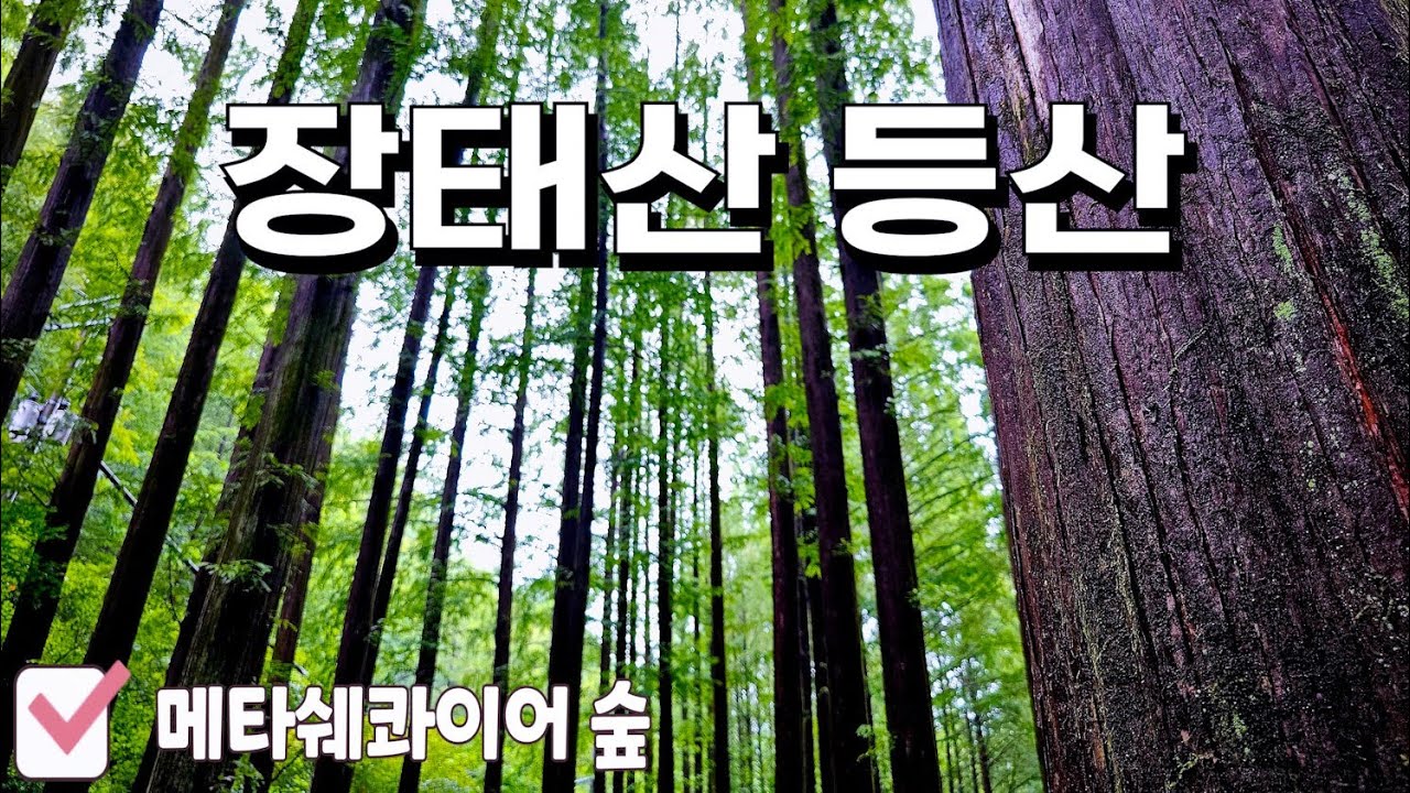 대전광역시 🗺 장태산(해발 306.3m) ⛰️ 메타쉐콰이어 숲 🌲 뷰 맛집 🏞 산행 🧗‍♂️ 등산 🥾