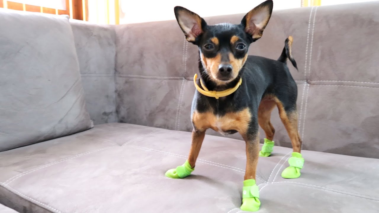 DOG vs SHOES | Miniature Pinscher TRY ON SHOES FOR THE FIRST TIME [Funny video]
