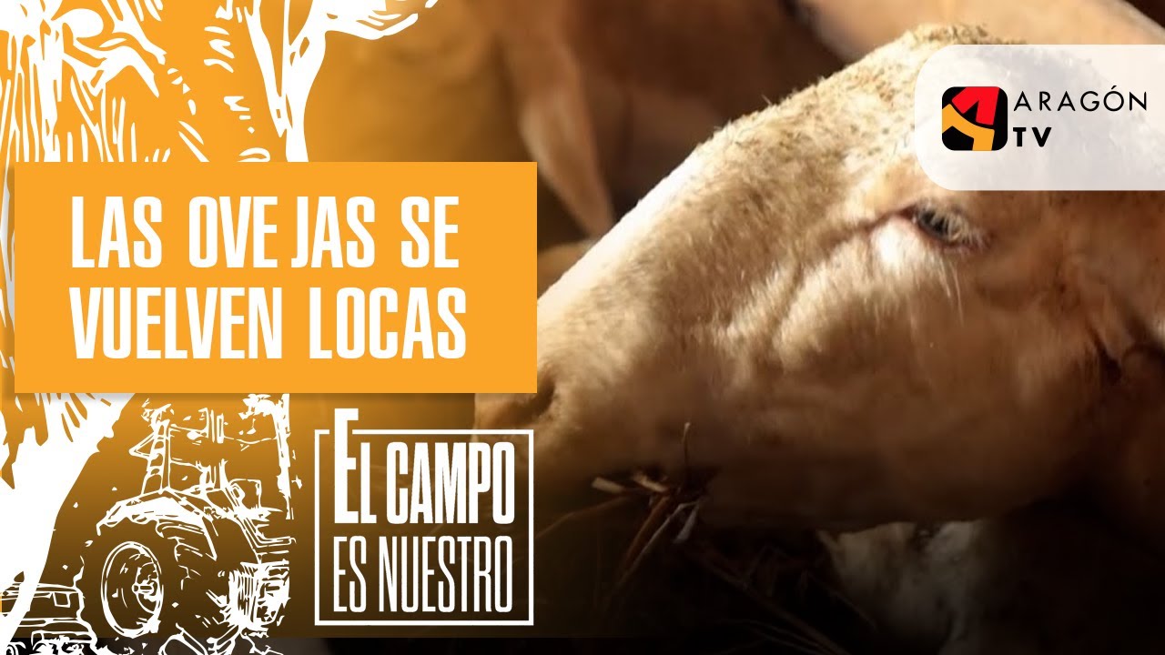 Las ovejas se vuelven locas con el ensilado.