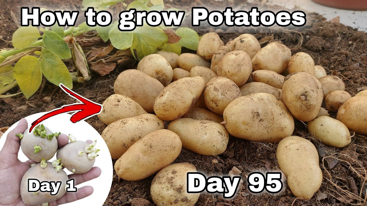 How to grow Potatoes at home for garden/Container, grow potatoes at home