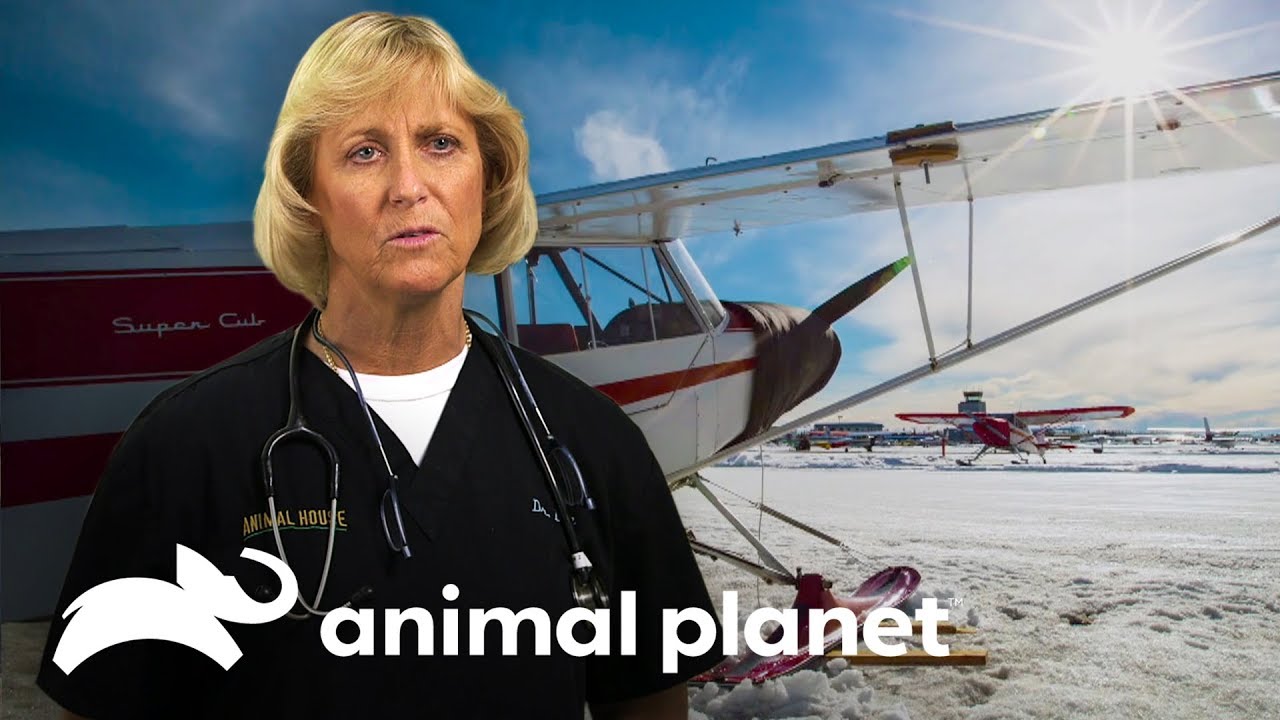 ¡Doctora vuela 200km para atender a un perro! | Dra. Dee: Veterinaria de Alaska | Animal Planet