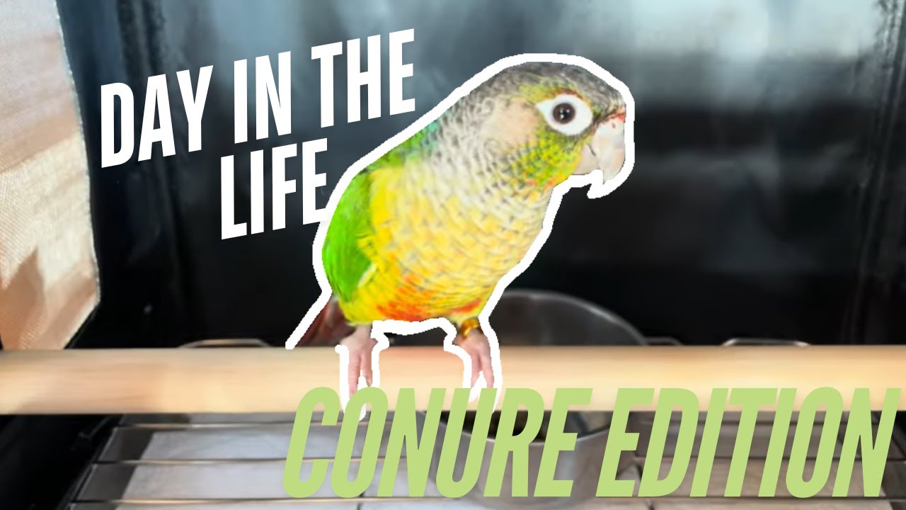 Average Day with a Conure