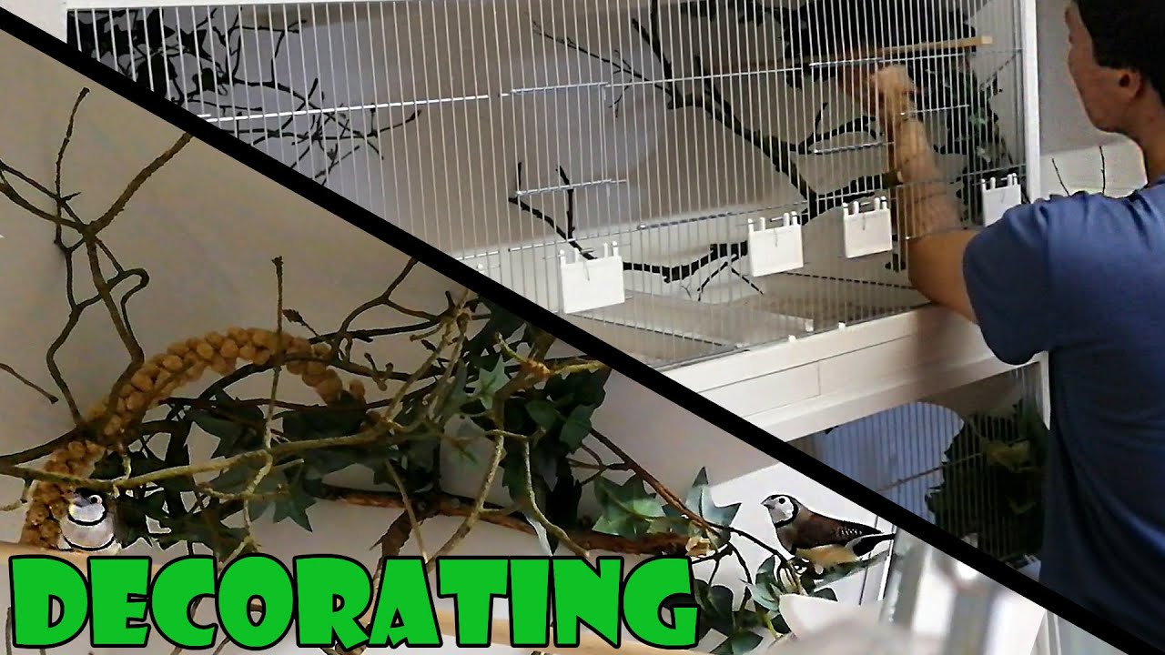 Decorating The Breeding Cages, Aviary Birds in the Bird Gallery