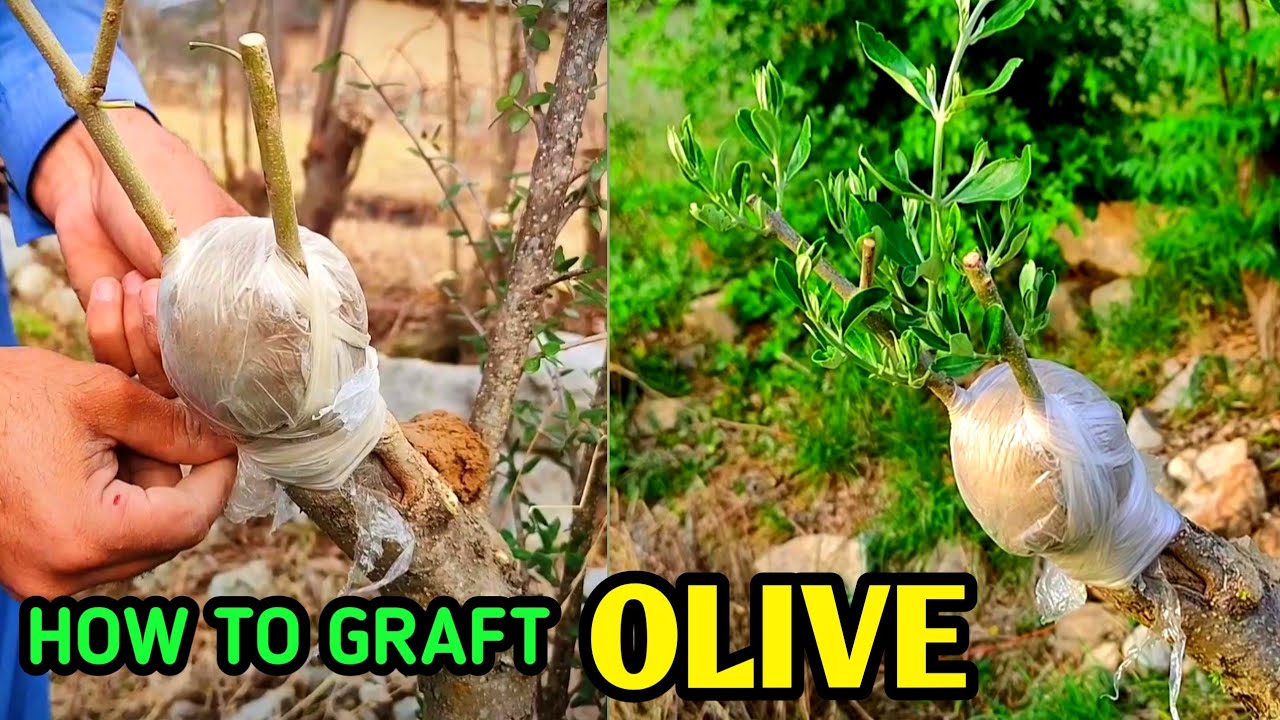 Grafting olive tree very simple with success | Olive tree grafting | olive plants
