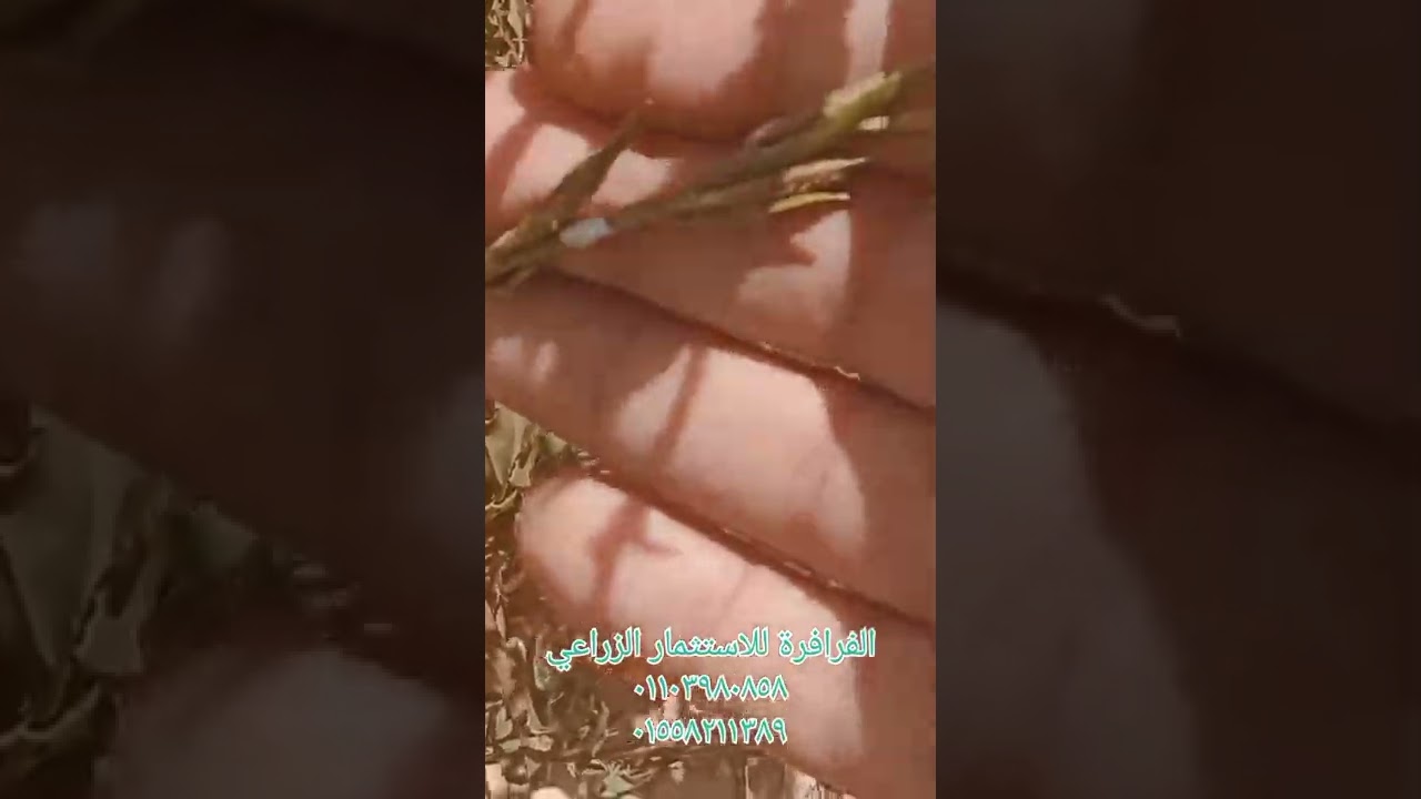 معلومات هامة و عملية عن البيفوت ... الكل يسمع ... تكلفة تشغيل الساعة