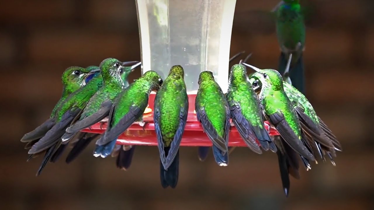 Saturday Morning Cartoons for Pets - Hundreds of Hummingbirds - Mar 25, 2023