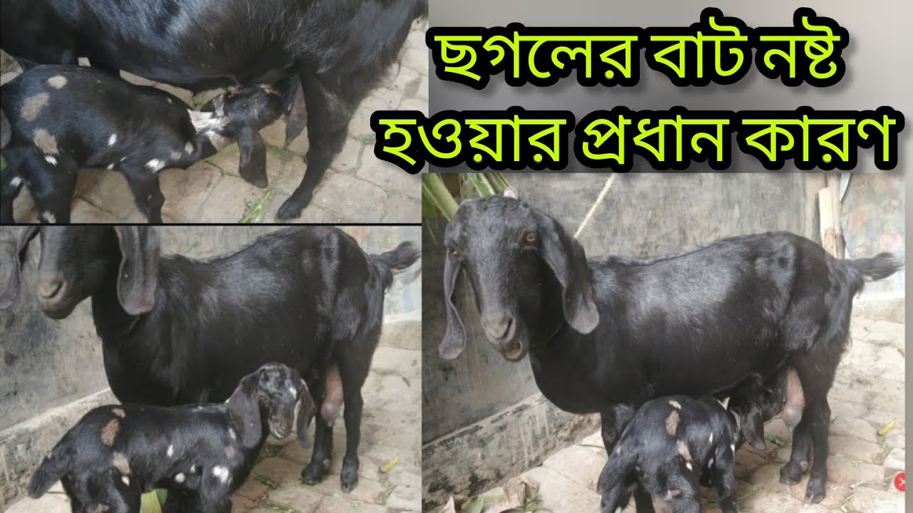 ছাগলের বাট নষ্ট হওয়ার প্রধান কারণ 🏡🐐