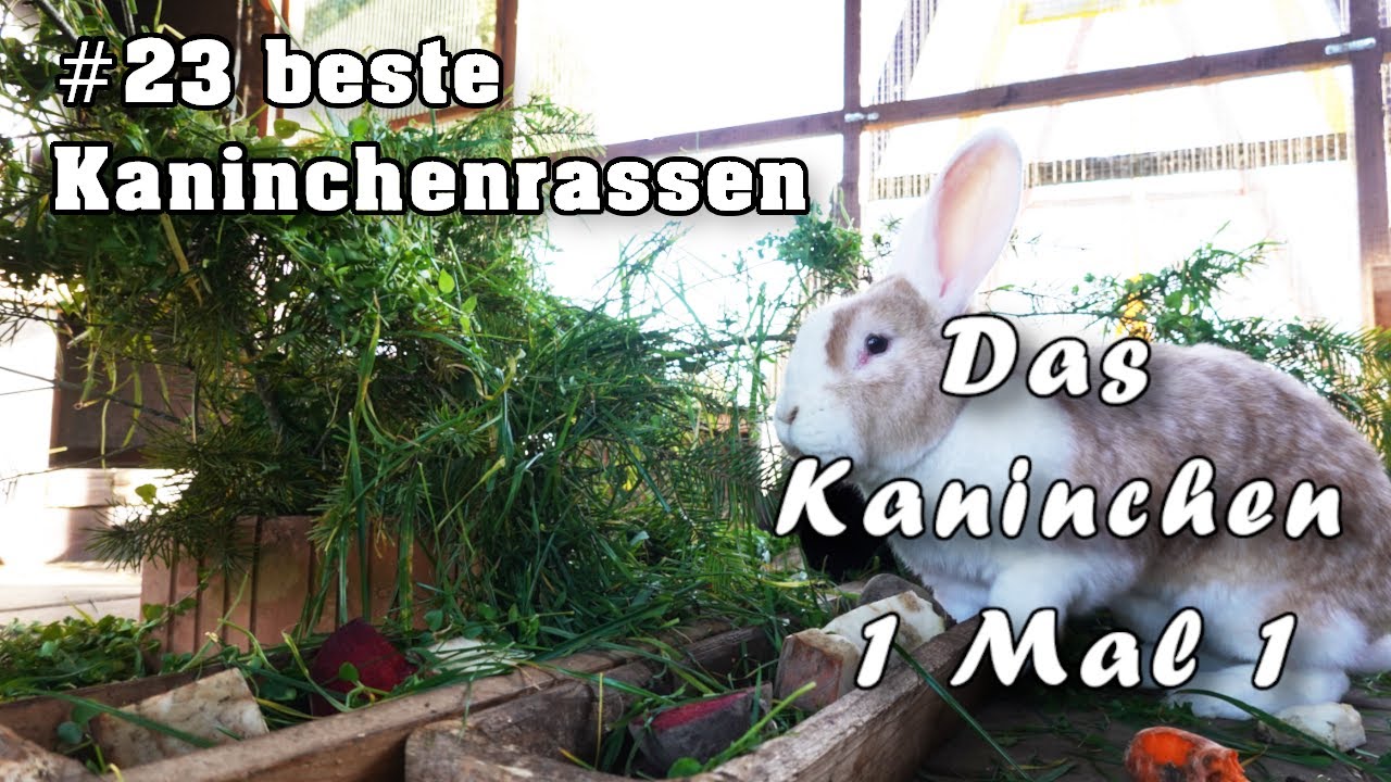 Die für mich besten Kaninchenrassen