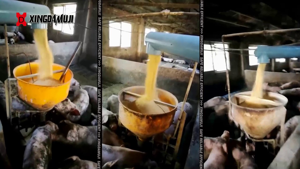 Pig farm automatic feeding system working principle，Automatic Pig Feeder