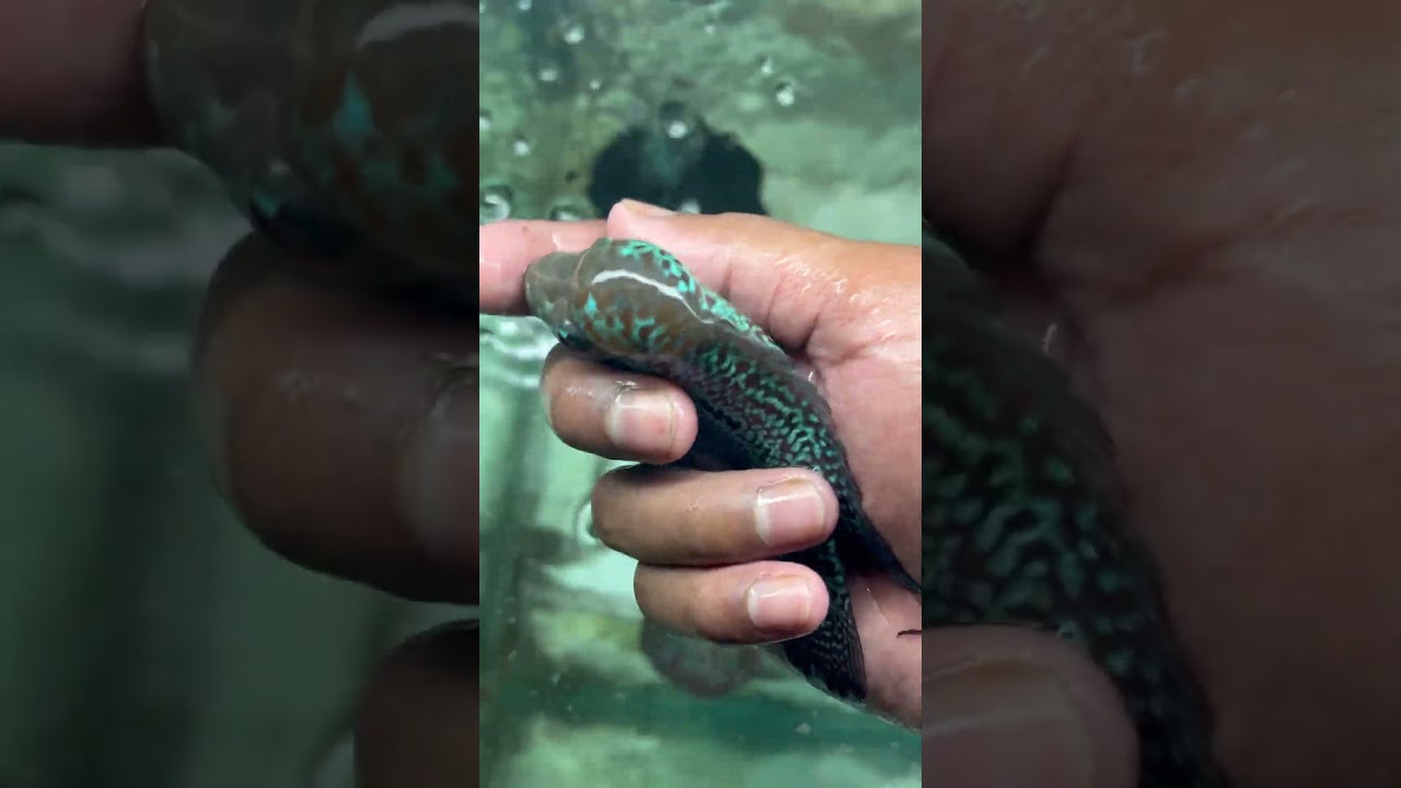 Magma Flowerhorn fish ❤️