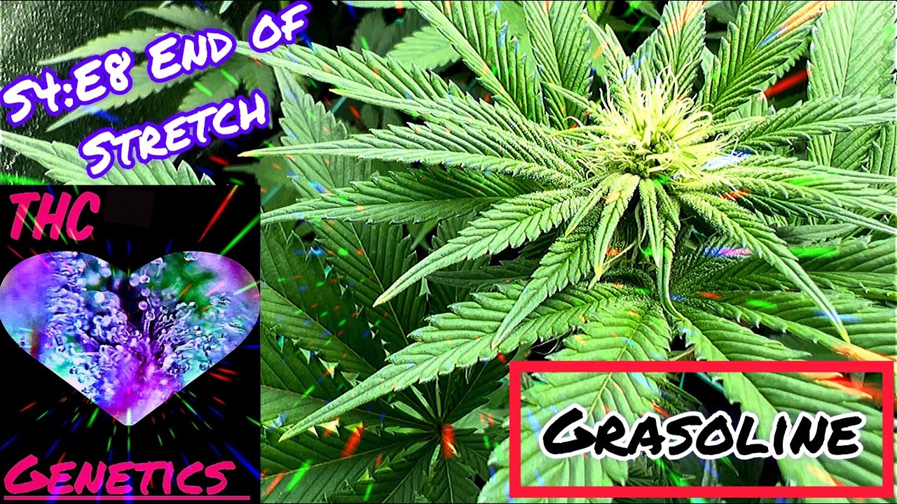Seed to Harvest - Grasoline