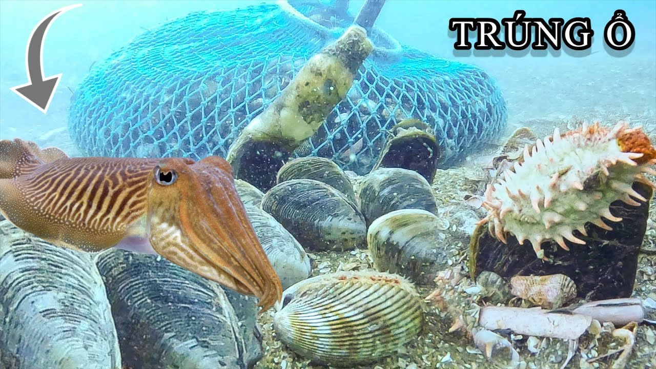Lặn Biển Gặp May! TRÚNG Ổ HẢI SẢN Đắt Giá_Ngao Đá_Mực Nang_Hải Sâm Gai Đỏ P360