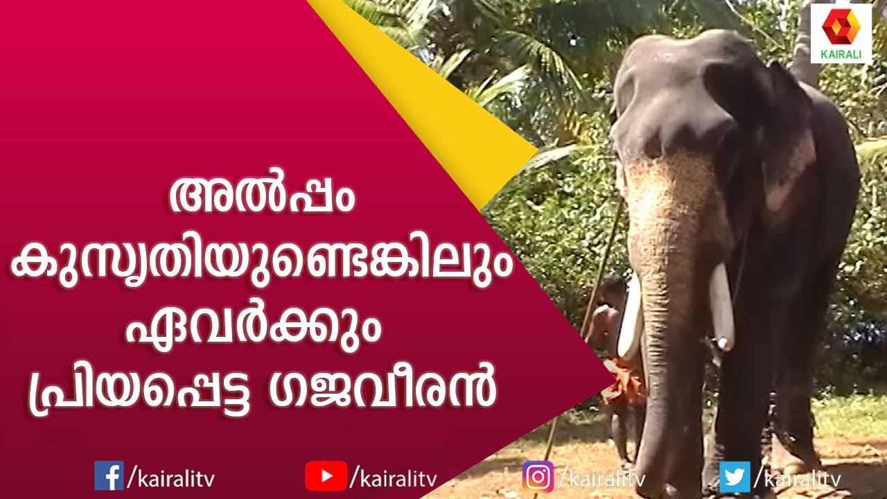 തെക്കന്‍ കേരളത്തിന്റെ  എണ്ണം പറഞ്ഞ ആനകളില്‍ കേമന്‍ കിരണ്‍ നാരായണന്‍ | Kiran Narayanan | Kairali TV