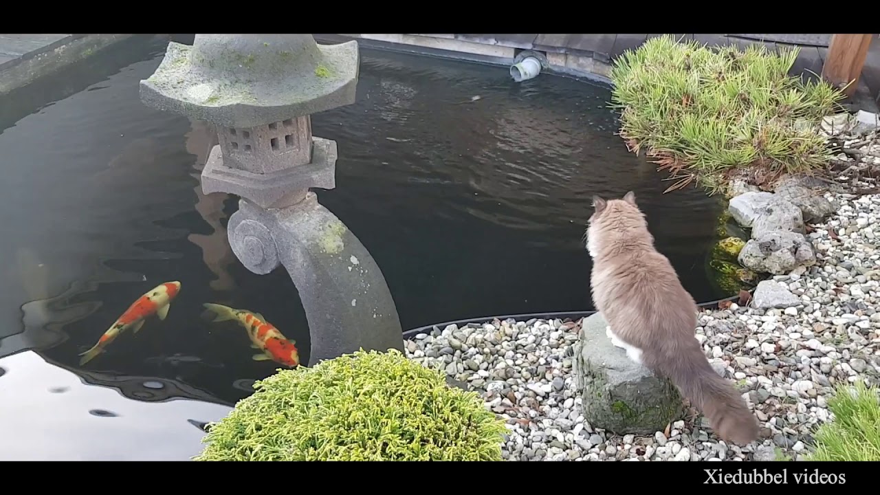 Energetic Fluffy Cats Having Fun In The Garden - Zoomies