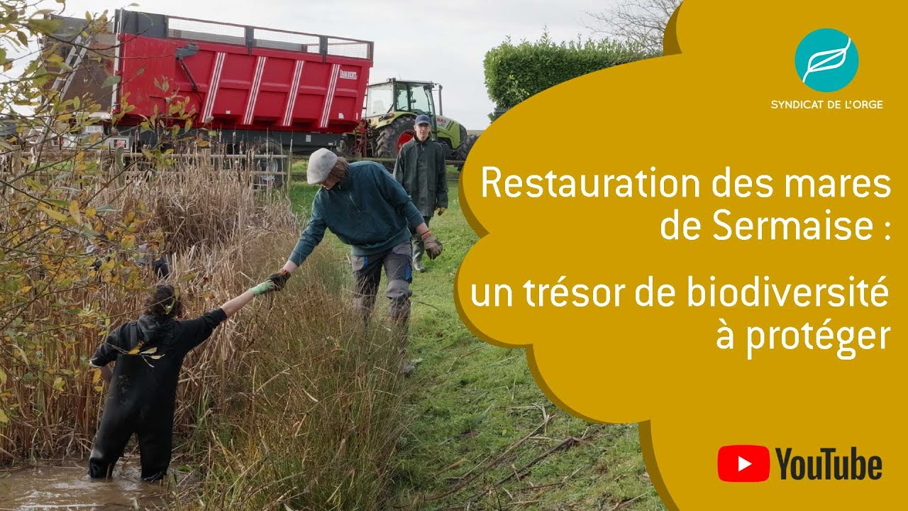 Restauration des mares de Sermaise : un trésor de biodiversité à protéger