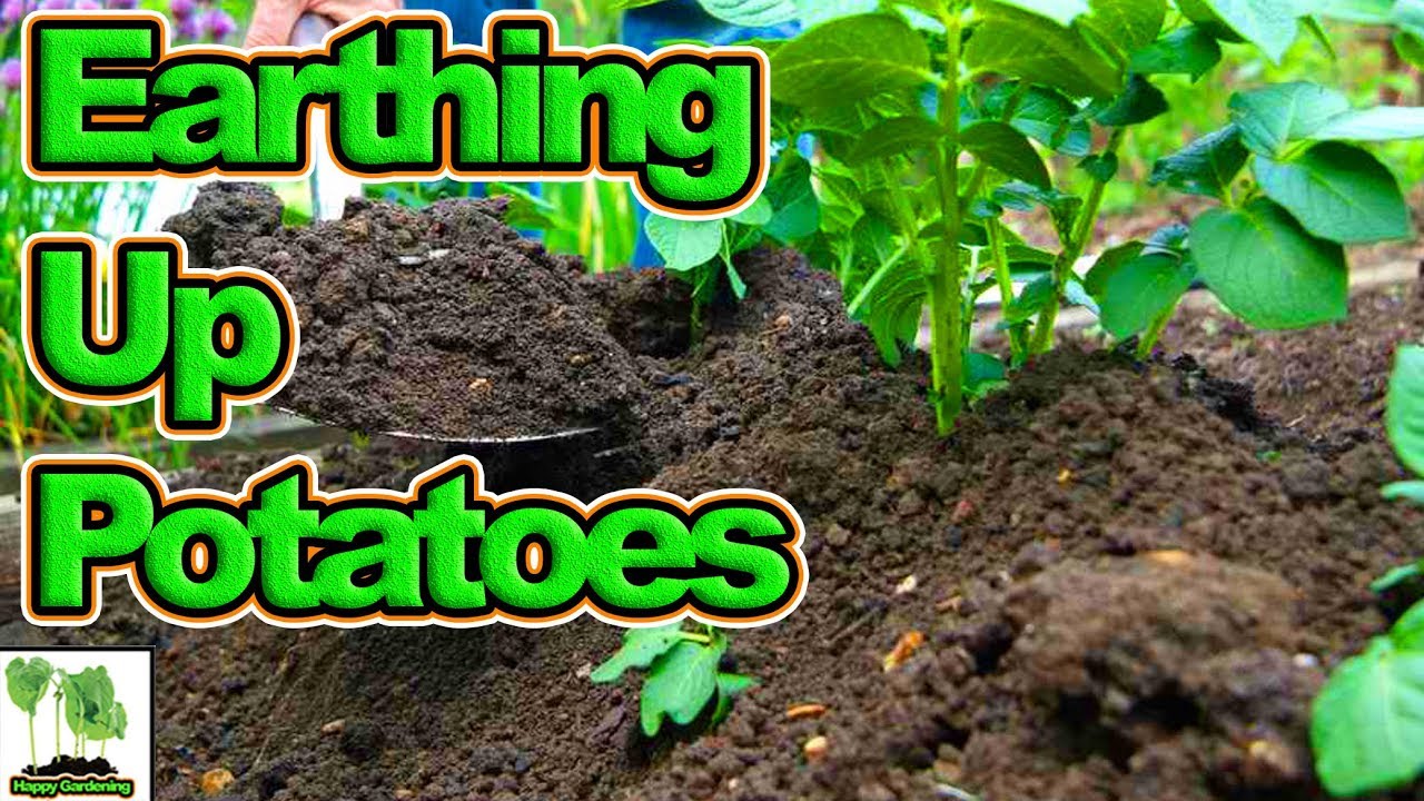 Earthing Potatoes, Sowing Replacement Seeds, Poultry Update!